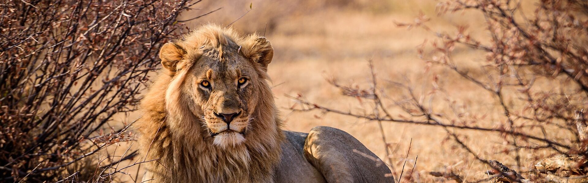 Imagem de leão em Safari na África do Sul - Pacote de Viagem Extrema Viagens