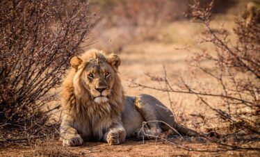 Imagem de leão em Safari na África do Sul - Pacote de Viagem Extrema Viagens