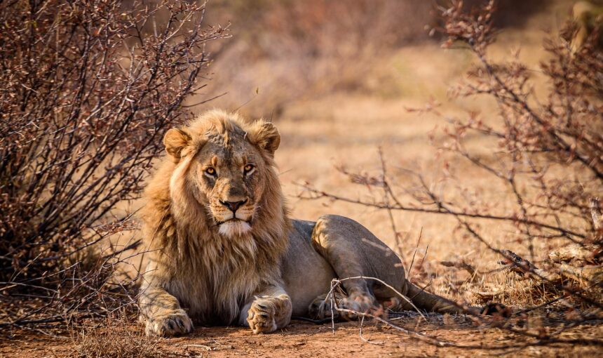 Imagem de leão em Safari na África do Sul - Pacote de Viagem Extrema Viagens