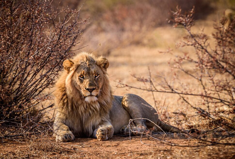 Imagem de leão em Safari na África do Sul - Pacote de Viagem Extrema Viagens