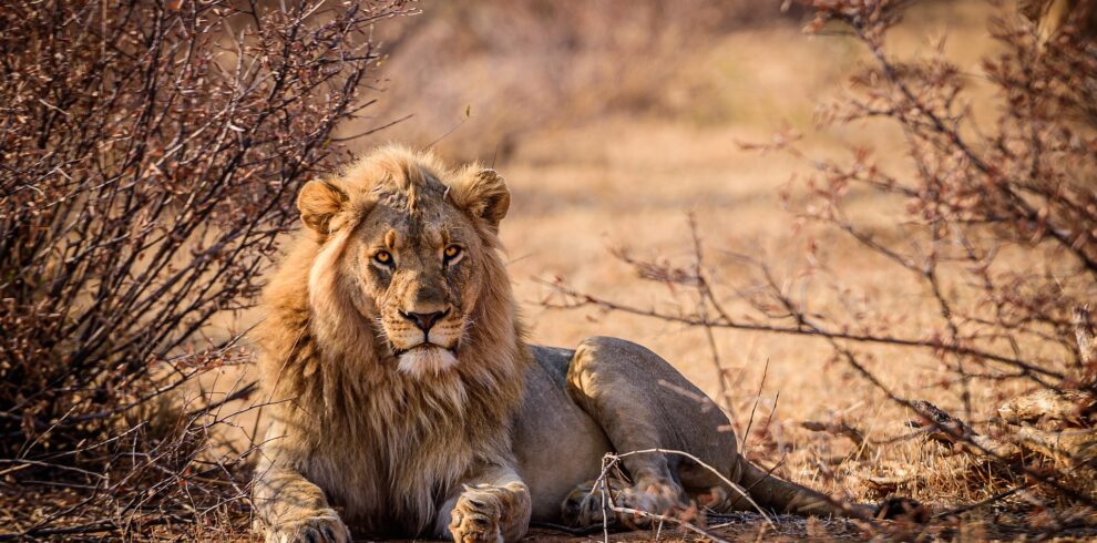 Imagem de leão em Safari na África do Sul - Pacote de Viagem Extrema Viagens