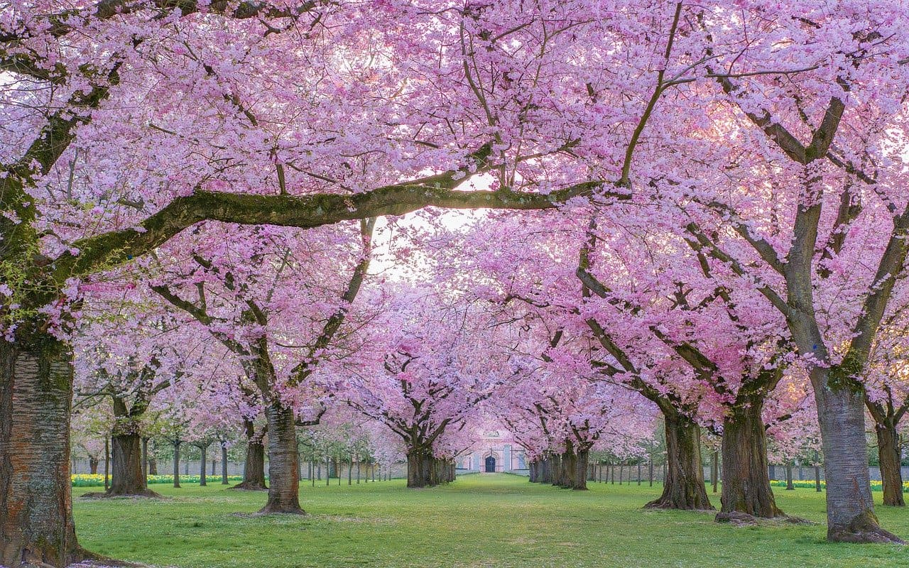 Imagem das cerejeiras no Japão - Pacote de Viagem Extrema Viagens